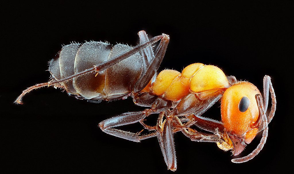 Ant Control service in Minneapolis, MN