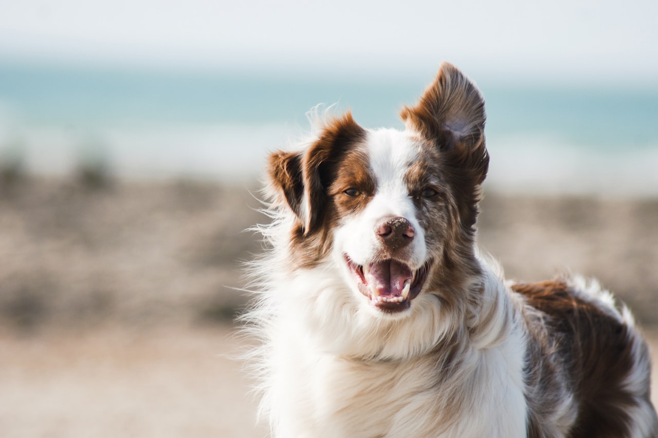 Flea & Tick Control service in Minneapolis, MN