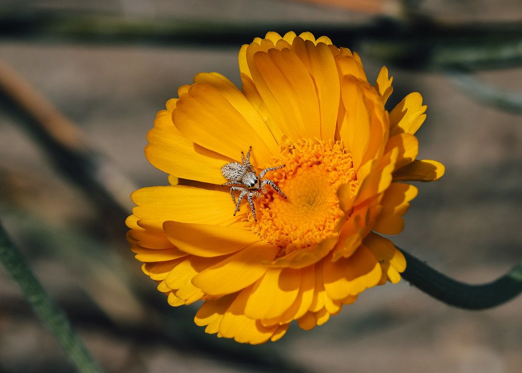 Spider Control service in Minneapolis, MN